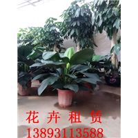 兰州植物租摆