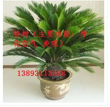 甘肃花卉销售｜兰州花卉销售－铁树（主要功能: 净化空气 美观）13893113588 