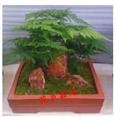 甘肃花卉销售：兰州花卉销售（文竹）象征（永恒,朋友纯洁的心,永远不变。）13893113588 