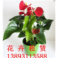 兰州花卉租赁