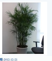 甘肃花卉租摆｜兰州花卉租摆｜兰州欣陇苗13893113588 