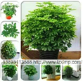 甘肃花卉植物租赁、兰州花卉植物租摆