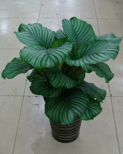 绿植花卉销售】兰州绿植花卉销售】苹果竹芋盆栽 净化空气 室内摆放-13893113588 