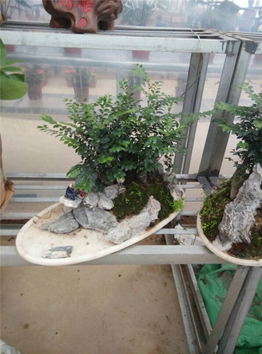 兰州花卉租赁｜兰州花卉销售｜兰州盆栽租摆