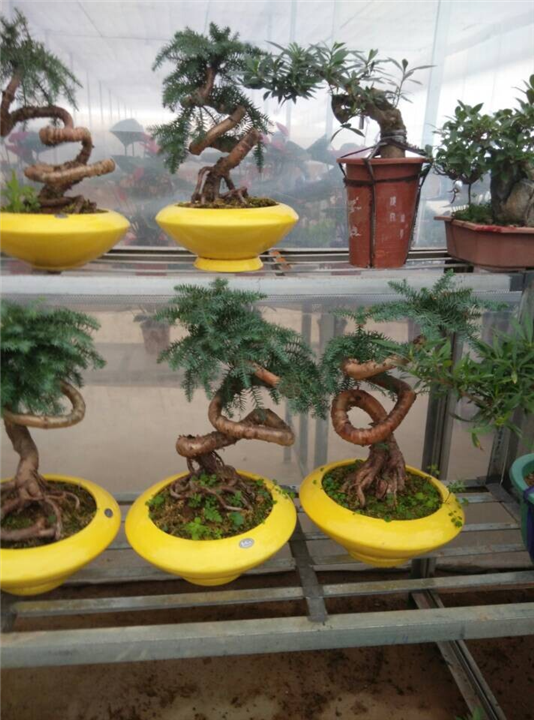 兰州花卉租赁｜兰州花卉销售｜兰州盆栽价格