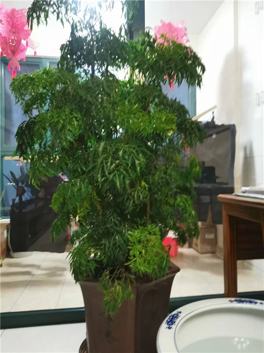 兰州花卉租摆福乐桐