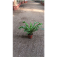 兰州盆景植物出租｜兰州盆景植物租摆