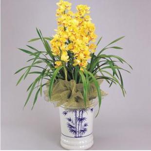 室内植物盆栽】室内花卉盆栽】-大花蕙兰 显示高雅的气氛13893113588 