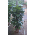 兰州花卉租赁｜兰州会议用花{服务好}