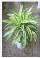 兰州花卉租赁 兰州绿植租摆 兰州植物盆栽
