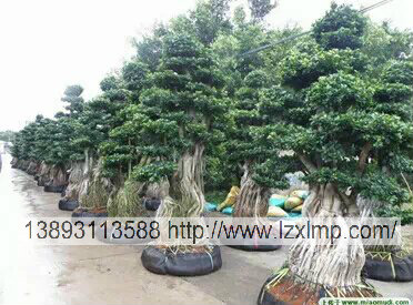 甘肃花卉租摆、甘肃绿植租摆，价格公道