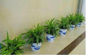 兰州花卉租赁 甘肃花卉租赁 价格好 