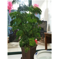 兰州花卉租摆福乐桐