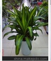 兰州花卉租赁 兰州绿植租摆 兰州植物盆栽
