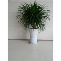 兰州客厅植物租赁 兰州客厅植物销售 