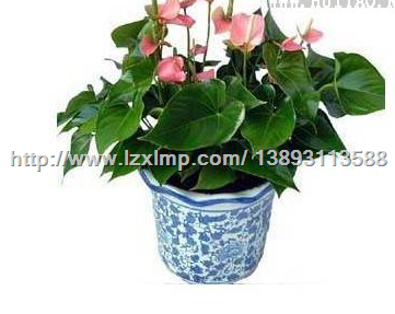 甘肃花卉销售 甘肃花卉租赁 甘肃花卉厂家13893113588 