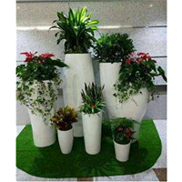 兰州花卉 