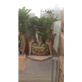 兰州花卉租摆｜兰州会议用花{服务好}