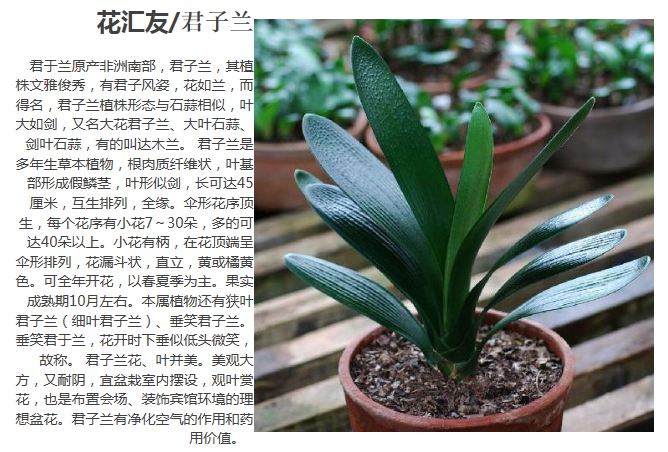 室内盆栽花卉绿植】兰州室内盆栽花卉绿植】室内桌面观赏盆栽植物花卉君子兰花苗高贵典雅净化空气 