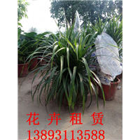 兰州绿植租摆
