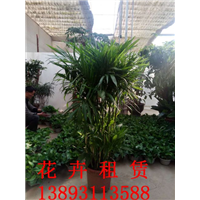 兰州绿植租摆