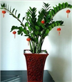 兰州花卉|兰州花卉销售【金钱树，大型景观植物宜客厅办公室，**贵气的花卉盆景】 