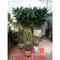 兰州花卉租摆