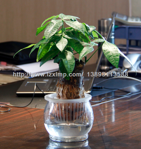 甘肃绿植销售 甘肃绿植租赁价格13893113588 