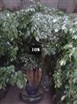 甘肃花卉租赁】甘肃兰州绿植销售-**专业 
