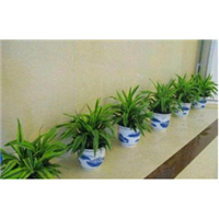 兰州花卉租赁 甘肃花卉租赁 价格好 