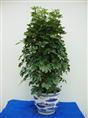 办公室植物租赁】兰州办公室植物租赁】兰州办公室花卉租赁-鸭脚木鹅掌柴 