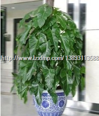 甘肃花卉租赁】甘肃兰州绿植销售-**专业 