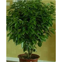 兰州皇后 万年青 【功能】耐阴 大型室内客厅观叶植物盆栽 