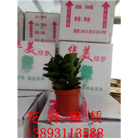 兰州花卉租摆