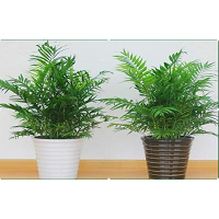 兰州植物租摆 