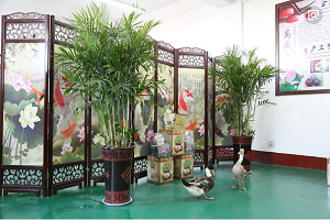 兰州花卉租摆 送货上门 兰州绿植租摆 