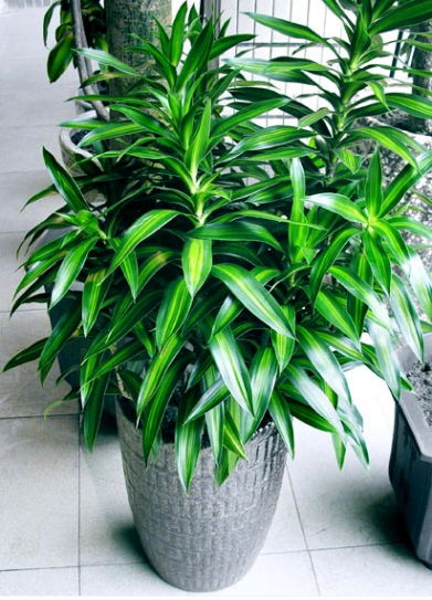 兰州办公植物租摆 兰州绿色植物销售【百合竹】有空气净化的效果13893113588 