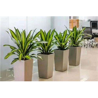 兰州美国泛美耐热垂吊植物  兰州垂吊矮牵牛13893113588 