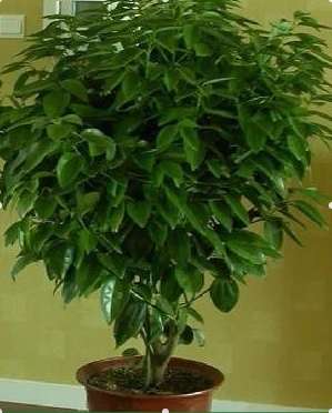 兰州皇后 万年青 【功能】耐阴 大型室内客厅观叶植物盆栽 