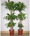 室内植物盆栽】室内高档植物盆栽】兰州室内植物盆栽-13893113588 