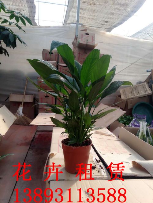 兰州植物租摆