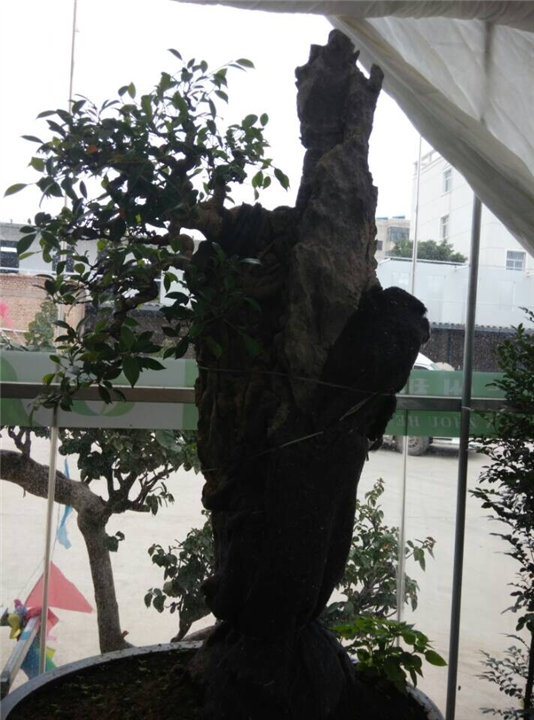 兰州租花｜兰州盆栽销售｜兰州盆栽出租