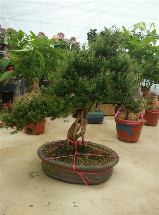 兰州花卉租赁｜兰州盆栽租赁｜兰州盆栽租摆