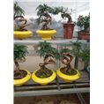 兰州花卉租赁｜兰州花卉销售｜兰州盆栽价格
