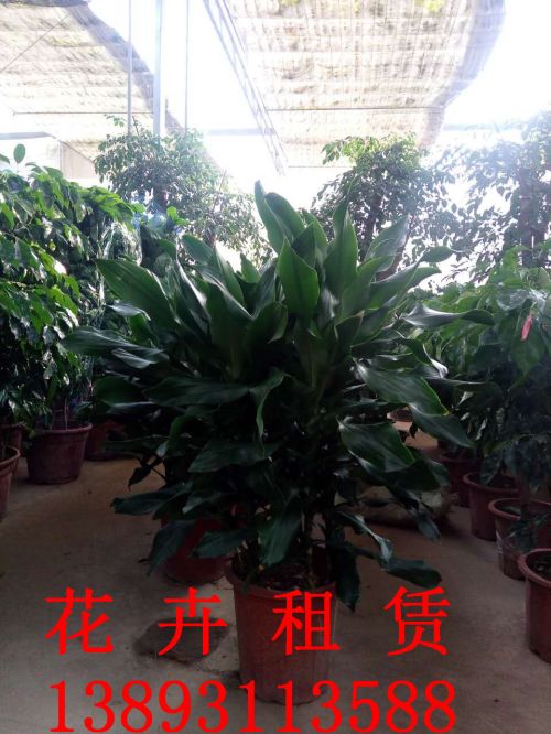 兰州花卉租赁