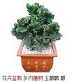 甘肃绿植租赁】兰州室内绿色植物（防辐射） 