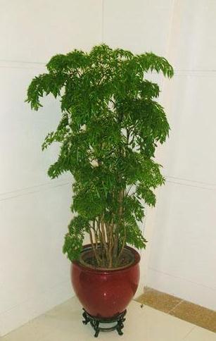 兰州室内植物租赁｜兰州室内植物租摆｜兰州室内植物出租13893113588 