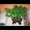 兰州花卉租赁 兰州绿植租摆 兰州植物盆栽