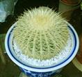 兰州植物租赁，兰州植物租摆，兰州植物出租（仙人球，让您远离辐射）13893113588 
