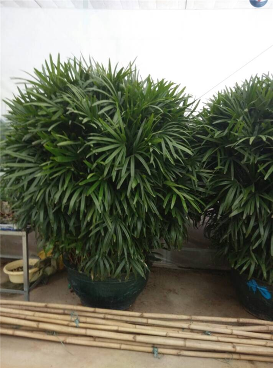 兰州盆栽租赁｜兰州租花｜兰州会议租花